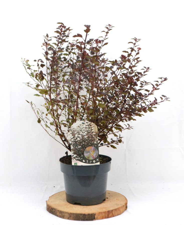 Physocarpus opulifolius Little Joker C3 - Heesterkwekerij JC Niesing