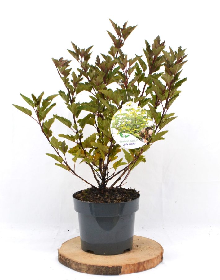 Physocarpus opulifolius Little Leena C3 - Heesterkwekerij JC Niesing