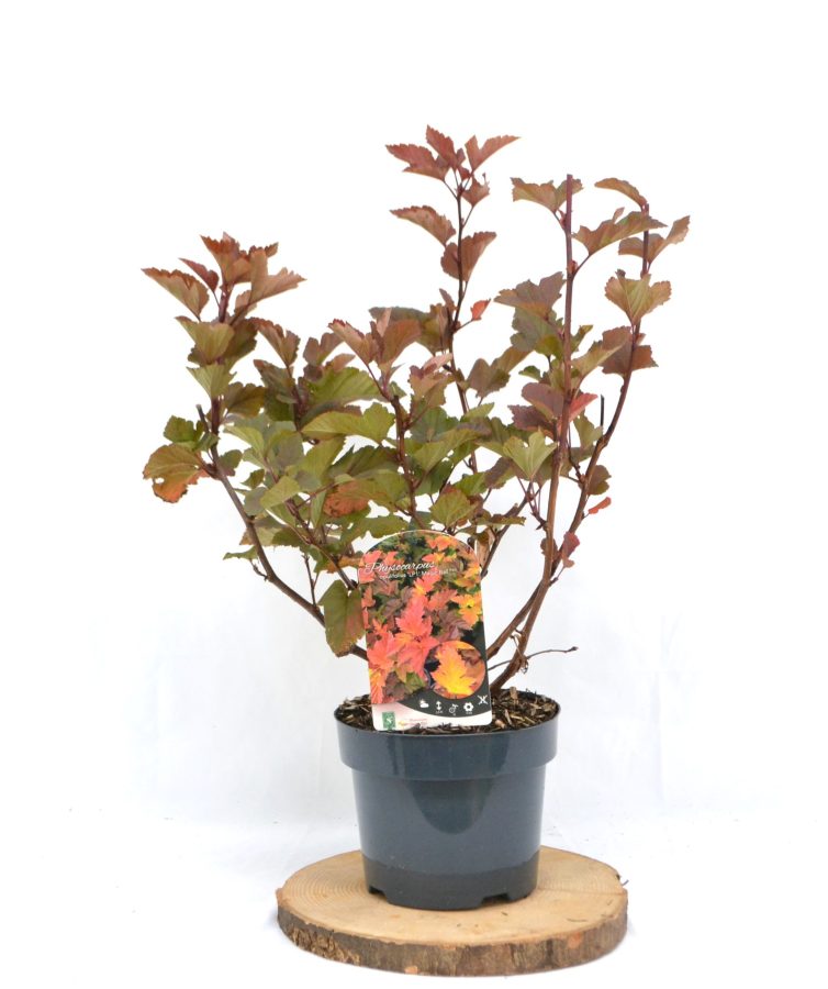 Physocarpus opulifolius Magic Ball C3 - Heesterkwekerij JC Niesing