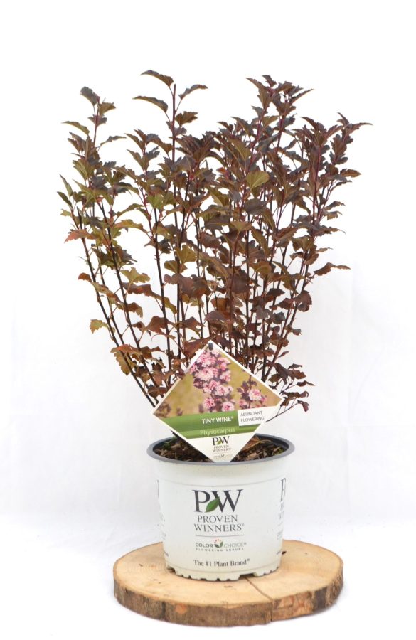 Physocarpus opuliufolius Tiny Wine C3 - Heesterkwekerij JC Niesing Donkerpaarse kleine bladeren, rijk bloeiende heester, Proven Winners, witte pot