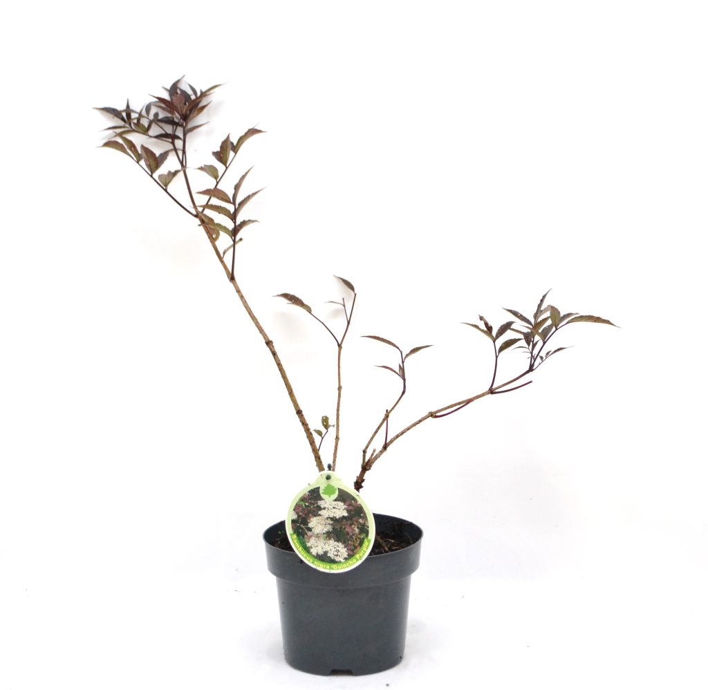 Sambucus nigra Guincho Purple C3 - Heesterkwekerij JC Niesing Donker blad, wit/roze bloemen, vlierbes, paarszwarte vruchten, eetbare vrucht