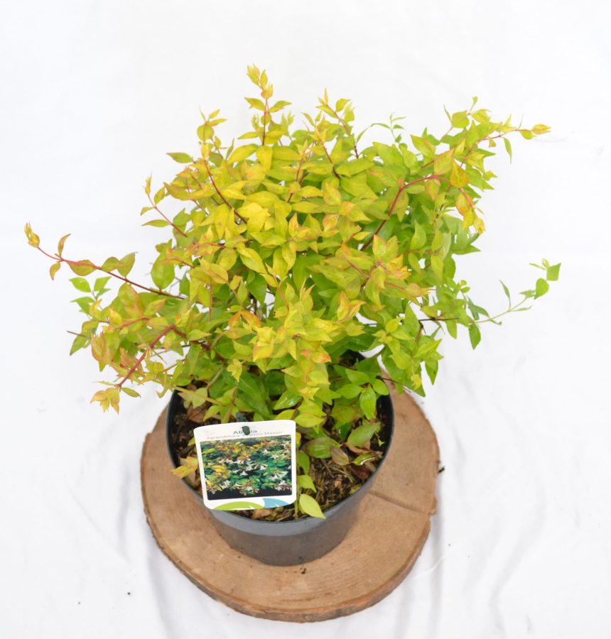 Abelia Francis Mason C3 - Heesterkwekerij JC Niesing Vlinder- en Bijvriendelijk, borderplant, solitaireplant, haagplant, potplant. Halfwintergroen