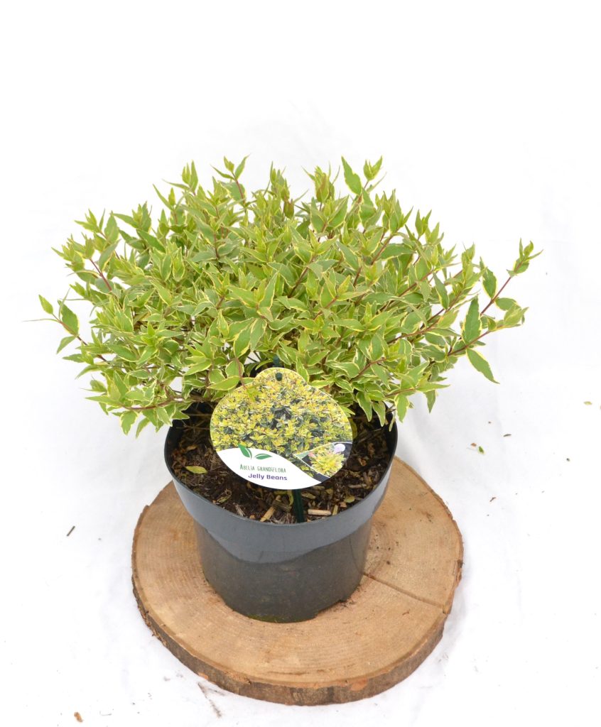 Abelia Jelly Beans C3 - Heesterkwekerij JC Niesing Vlinder- en Bijvriendelijk, borderplant, solitaireplant, haagplant, potplant. Halfwintergroen