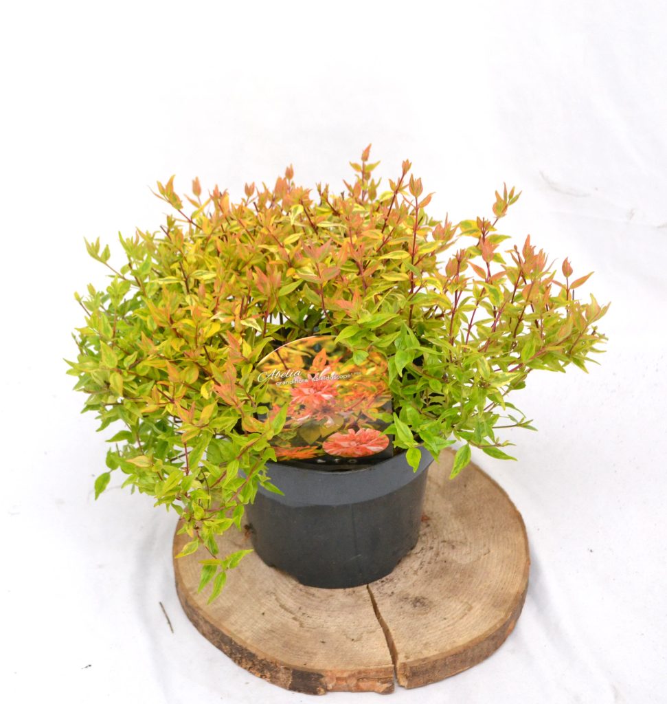 Abelia Kaleidoscope C3 - Heesterkwekerij JC Niesing Vlinder- en Bijvriendelijk, borderplant, solitaireplant, haagplant, potplant. Halfwintergroen