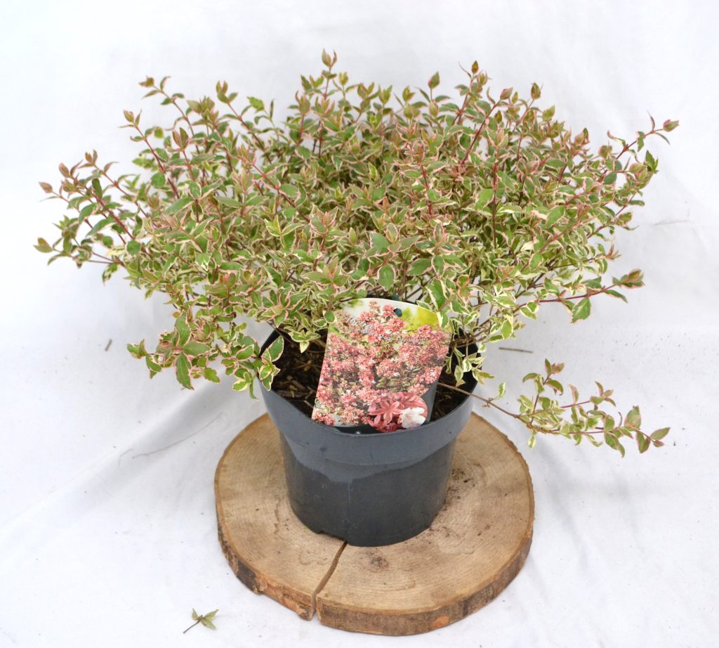 Abelia Magic Daydream C3- Heesterkwekerij JC Niesing Vlinder- en Bijvriendelijk, borderplant, solitaireplant, haagplant, potplant. Halfwintergroen