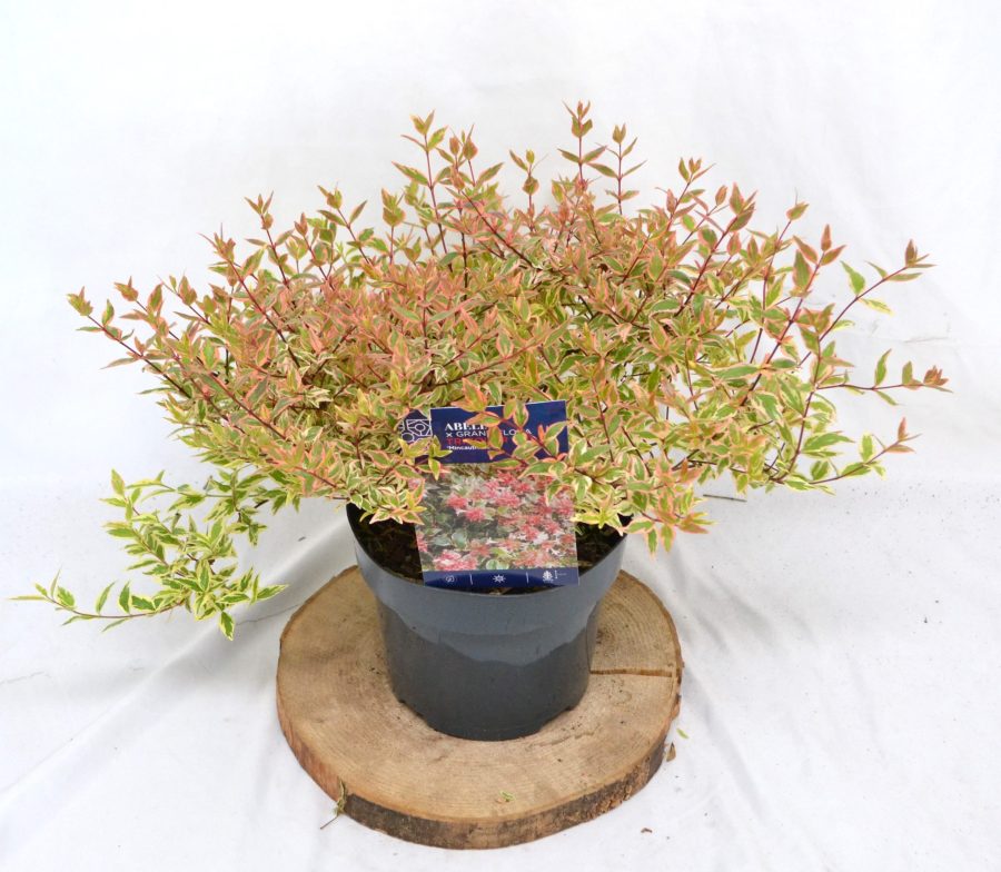 Abelia Tricolor Charm C3 - Heesterkwekerij JC Niesing Vlinder- en Bijvriendelijk, borderplant, solitaireplant, haagplant, potplant. Halfwintergroen