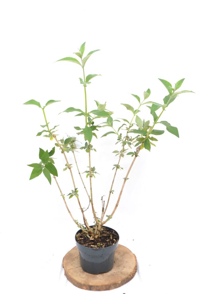 Buddleja weyeriana Flower Power C2 - Heesterkwekerij JC Niesing Vlinder- en bijvriendelijk vlinderstruik