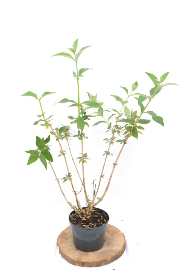 Buddleja weyeriana Flower Power C2 - Heesterkwekerij JC Niesing Vlinder- en bijvriendelijk vlinderstruik