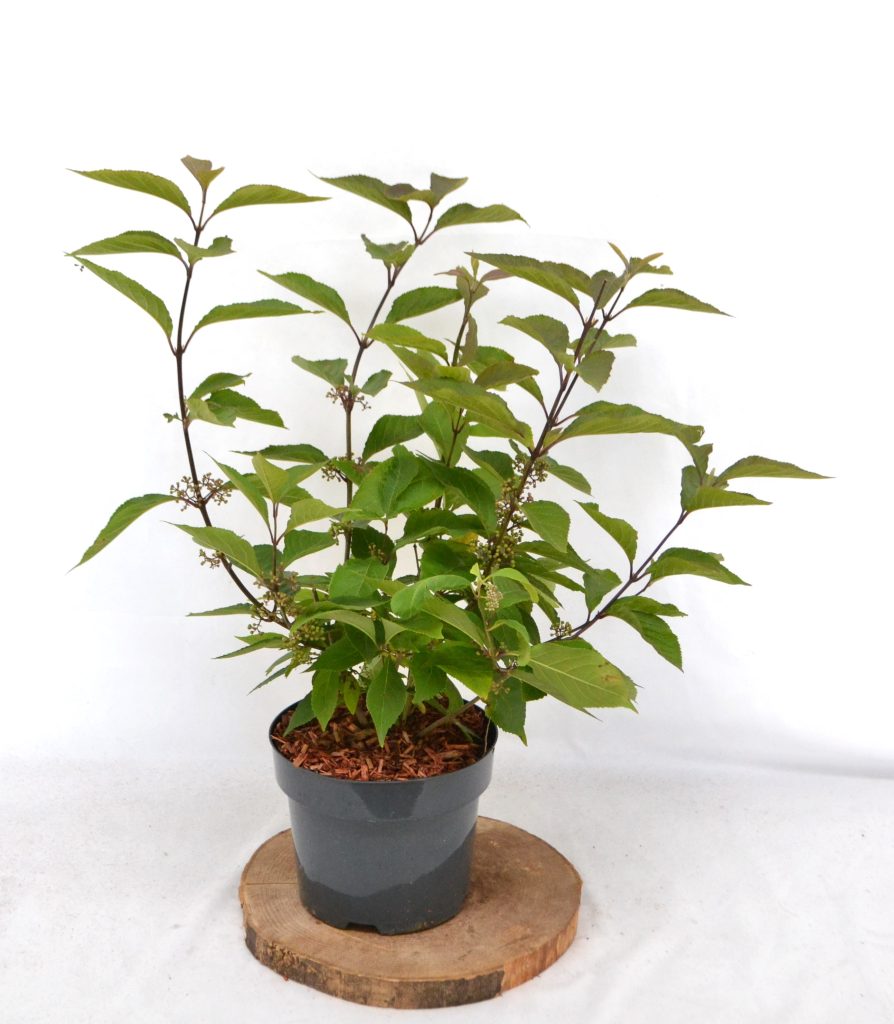 Callicarpa bodinieri Magical Deep Purple C3 - Heesterkwekerij JC Niesing schoonvrucht