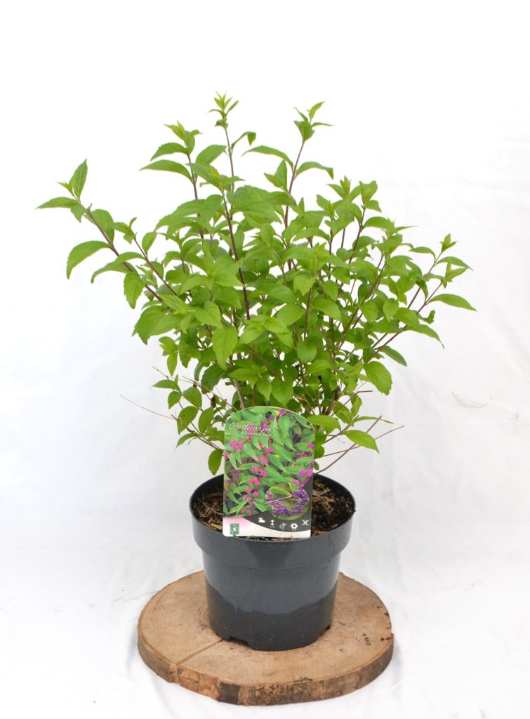 Callicarpa dichotoma Issai C3 - Heesterkwekerij JC Niesing schoonvrucht, border, solitair, groep