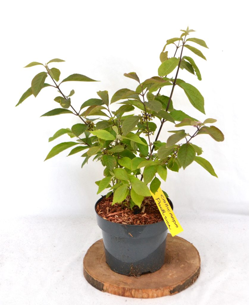 Callicarpa Profusion C3- Heesterkwekerij JC Niesing schoonvrucht, border, solitair, groep