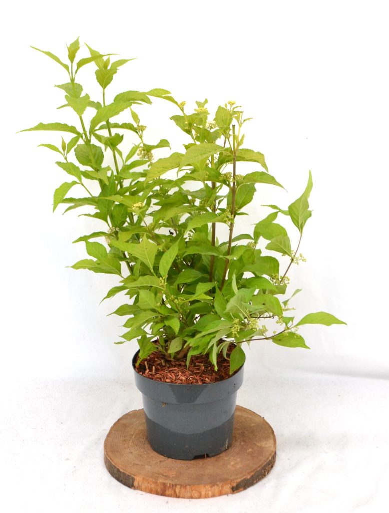 Callicarpa bodinieri Magical Snow Queen C3 - Heesterkwekerij JC Niesing schoonvrucht