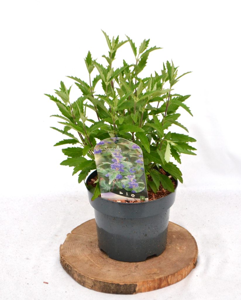 Caryopteris clandonensis Grand Blue C3 - Heesterkwekerij JC Niesing