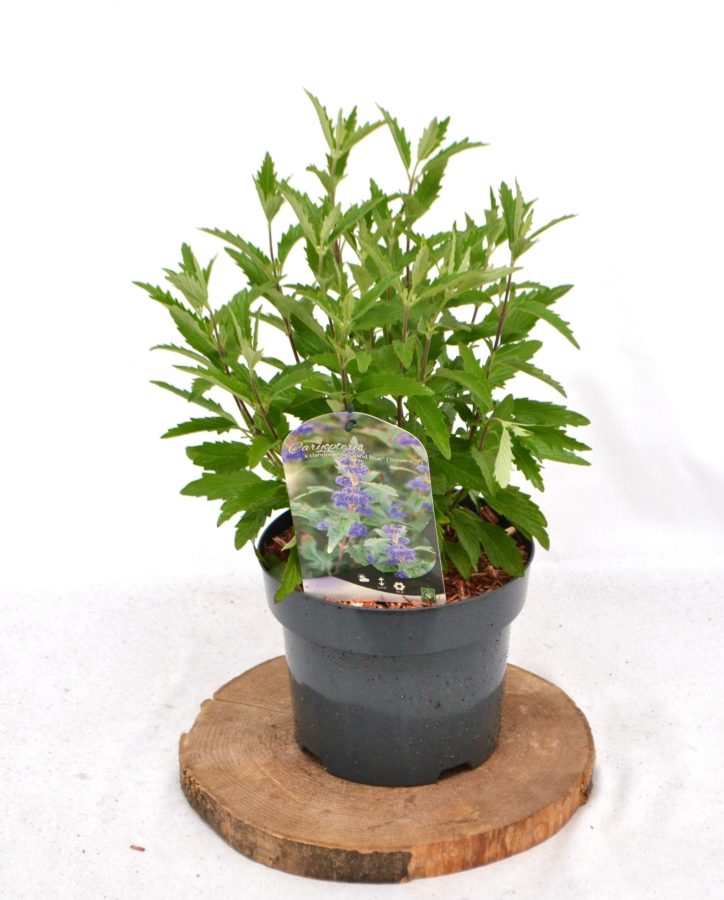 Caryopteris clandonensis Grand Blue C3 - Heesterkwekerij JC Niesing