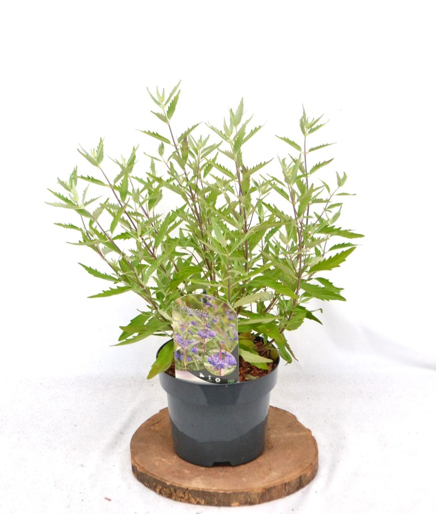 Caryopteris clandonensis Heavenly Blue C3 - Heesterkwekerij JC Niesing