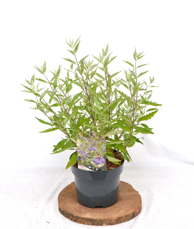 Caryopteris clandonensis Heavenly Blue C3 - Heesterkwekerij JC Niesing