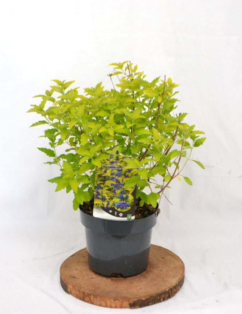 Caryopteris clandonensis Hint of Gold C3 - Heesterkwekerij JC Niesing