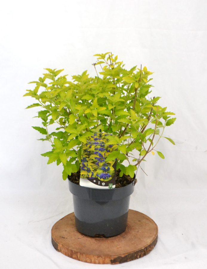 Caryopteris clandonensis Hint of Gold C3 - Heesterkwekerij JC Niesing