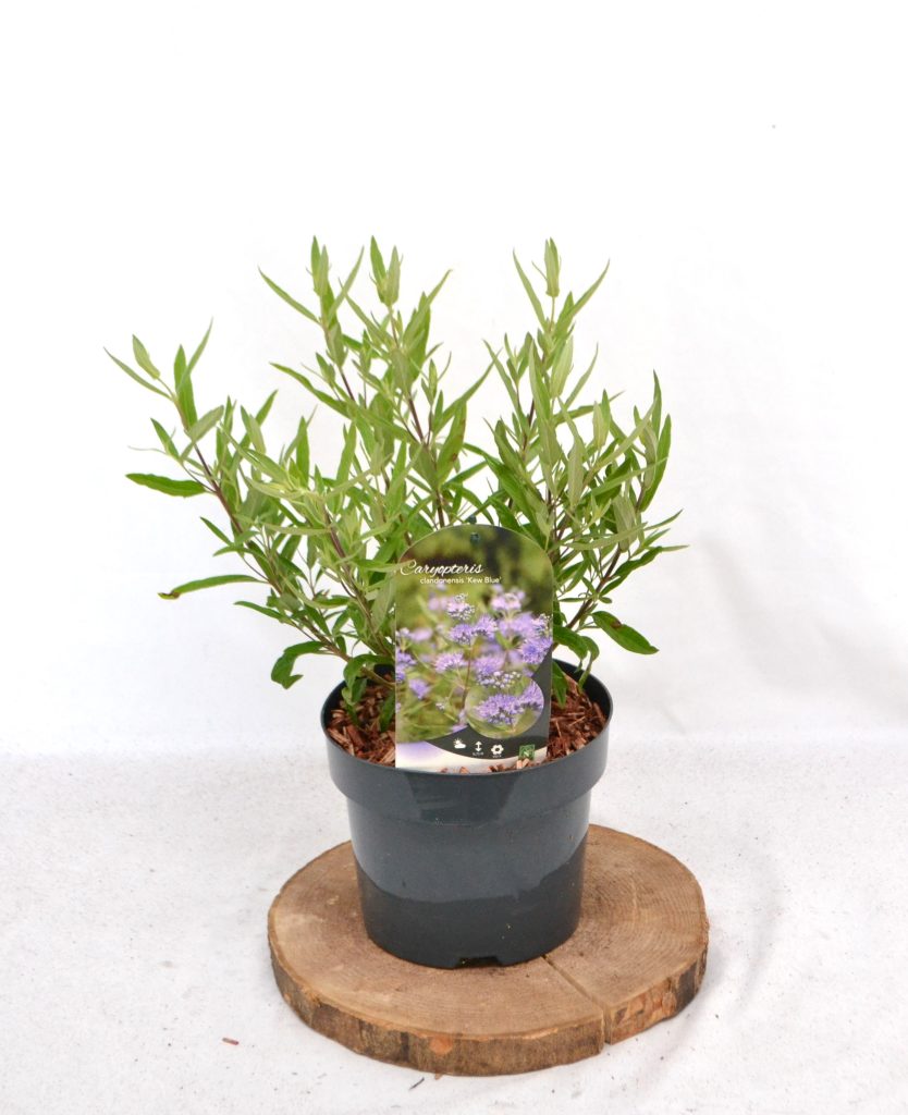 Caryopteris clandonensis Kew Blue C3 - Heesterkwekerij JC Niesing