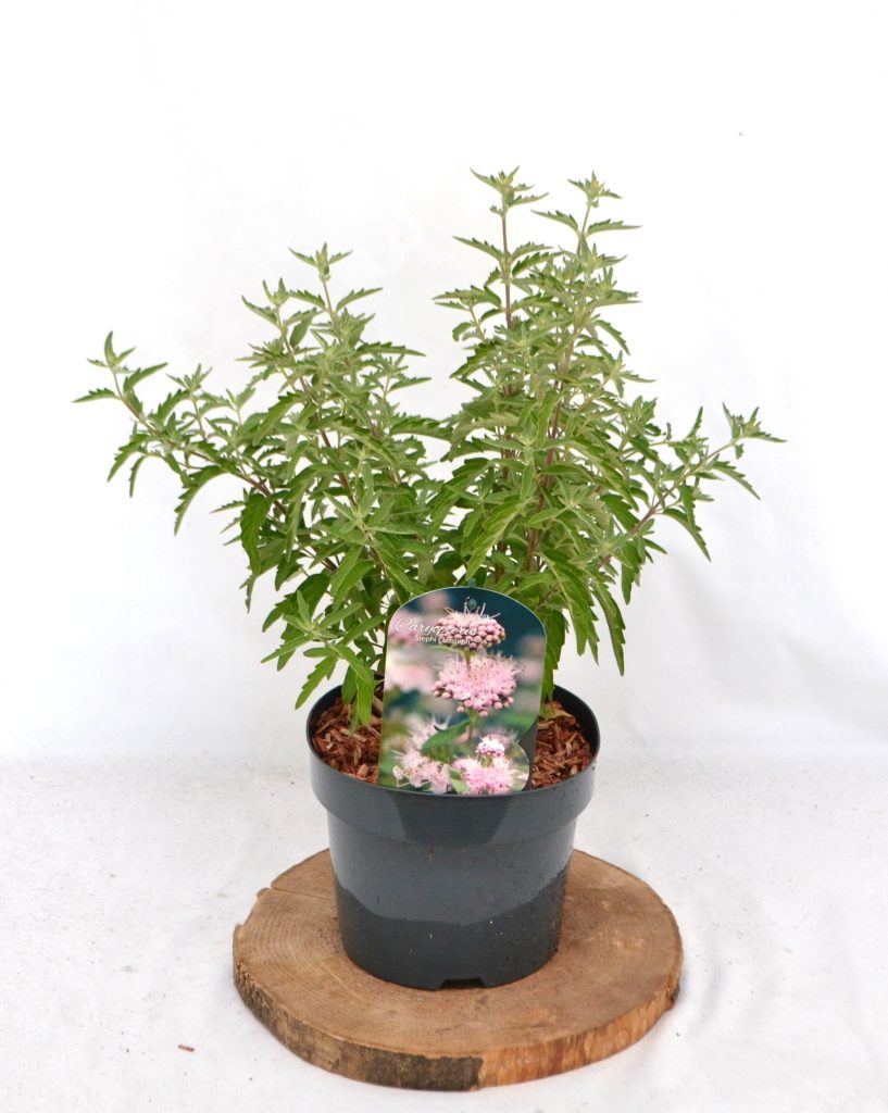 Caryopteris clandonensis Stephi C3 - Heesterkwekerij JC Niesing
