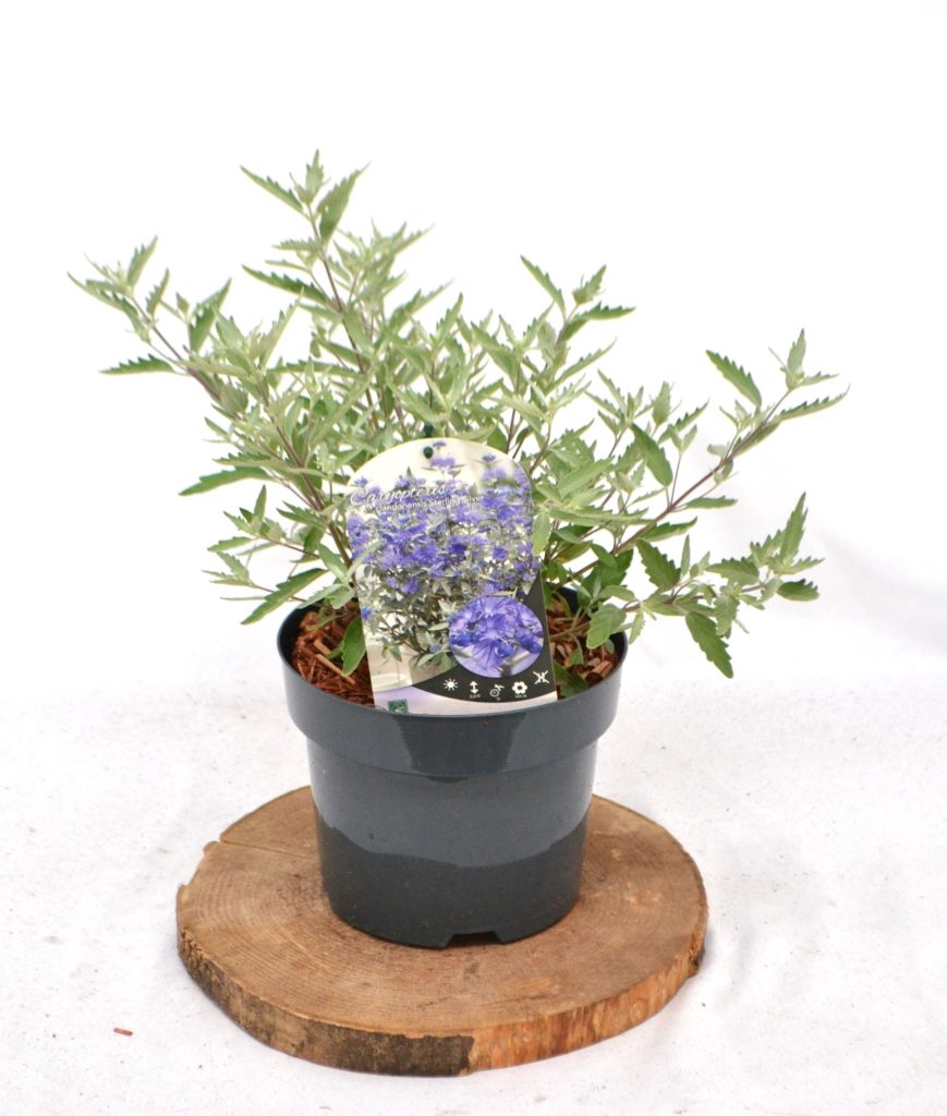 Caryopteris clandonensis Sterling Silver C3 - Heesterkwekerij JC Niesing