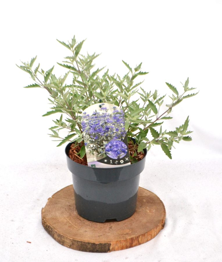 Caryopteris clandonensis Sterling Silver C3 - Heesterkwekerij JC Niesing