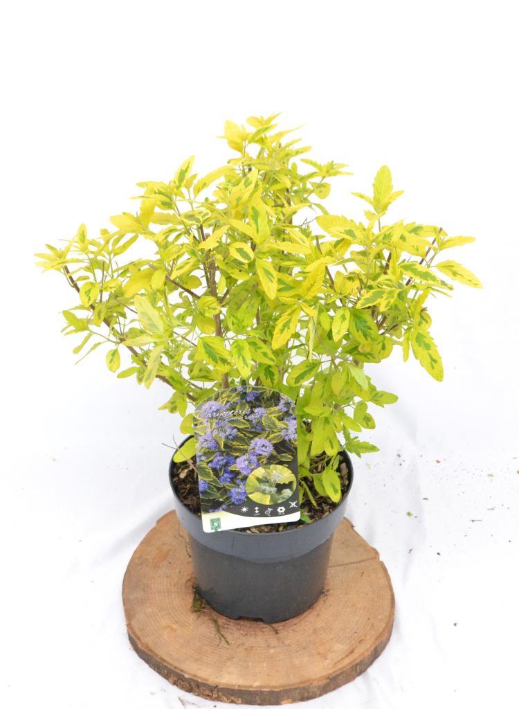 Caryopteris clandonensis Summer Sorbet C3 - Heesterkwekerij JC Niesing