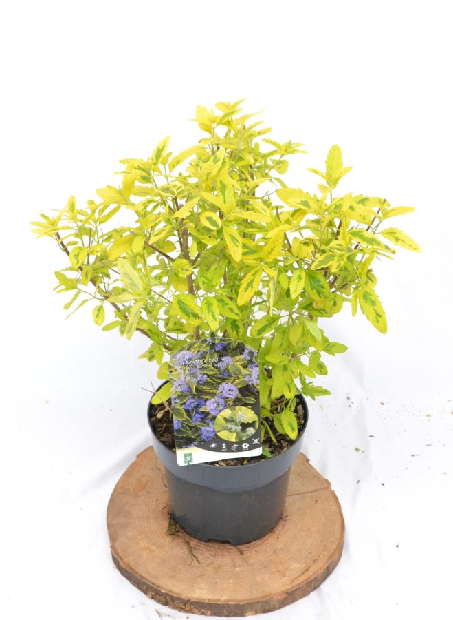 Caryopteris clandonensis Summer Sorbet C3 - Heesterkwekerij JC Niesing