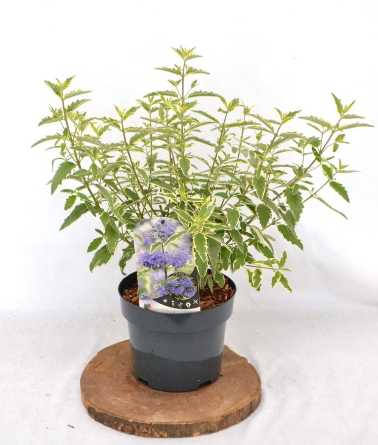 Caryopteris clandonensis White Surprise C3 - Heesterkwekerij JC Niesing