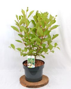 Cephalanthus occidentalis C5 - Heesterkwekeij JC Niesing kogelbloem vlinder- en bijvriendelijk