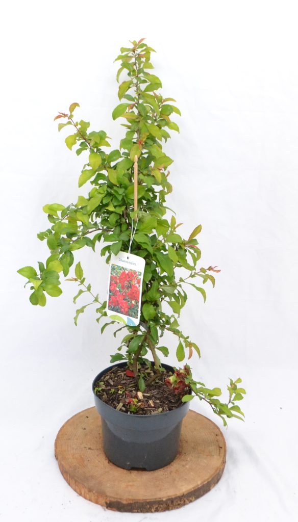 Chaenomeles superba Crimson and Gold C2 - Heesterkwekerij JC Niesing