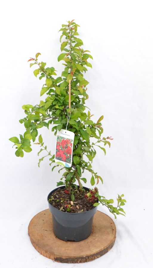 Chaenomeles superba Crimson and Gold C2 - Heesterkwekerij JC Niesing