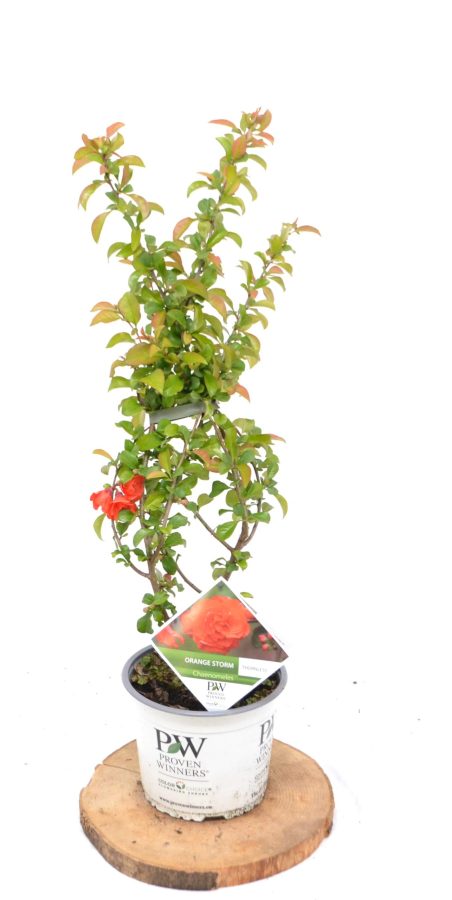 Chaenomeles speciosa Orange Storm C3 - Heesterkwekerij JC Niesing
