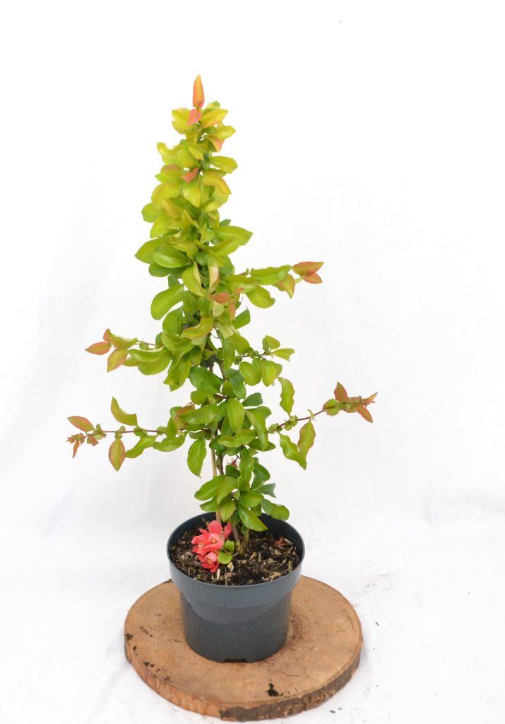 Chaenomeles superba Pink Lady C2 - Heesterkwekerij JC Niesing