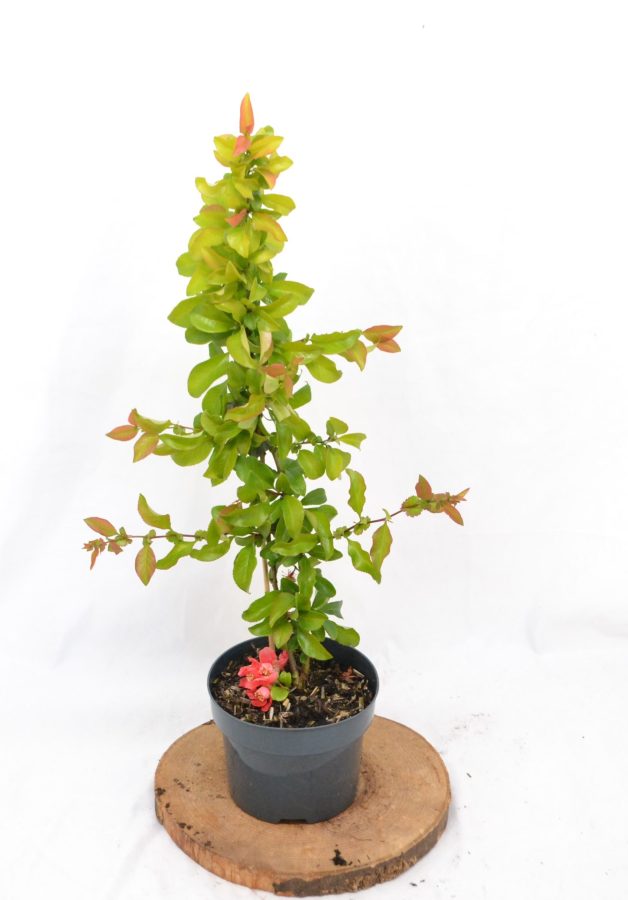 Chaenomeles superba Pink Lady C2 - Heesterkwekerij JC Niesing