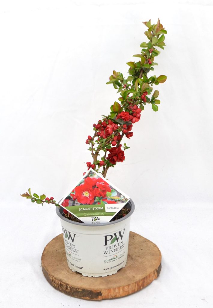 Chaenomeles speciosa Scarlet Storm C3 - Heesterkwekerij JC Niesing