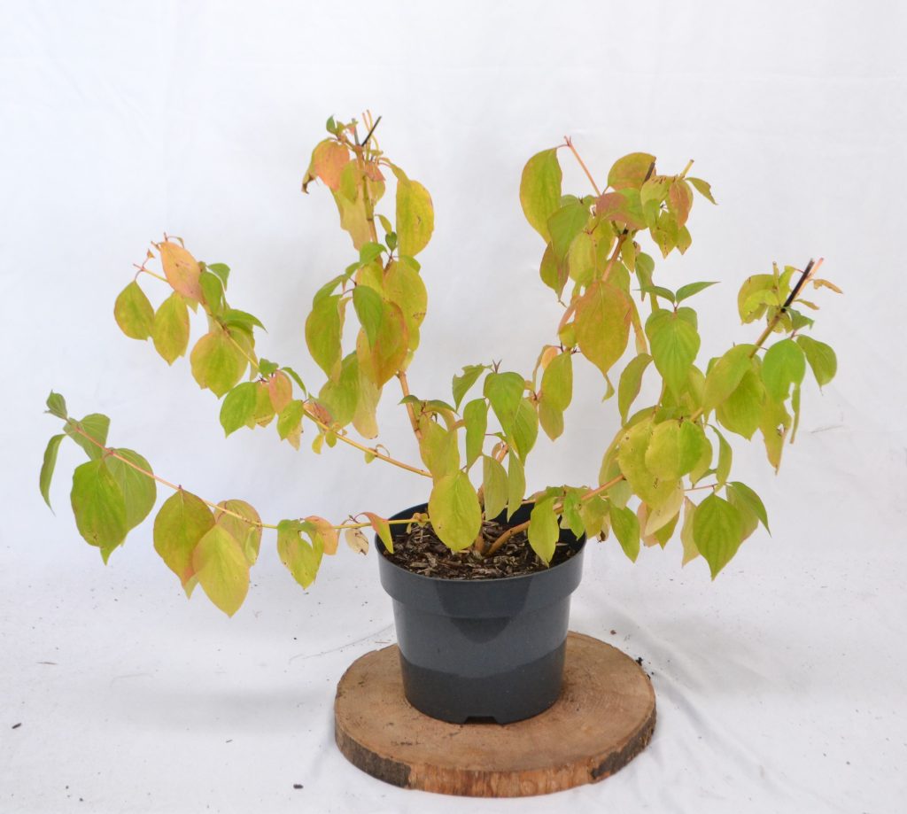 Cornus sanguinea Winter Beauty C5 - Heesterkwekerij JC Niesing