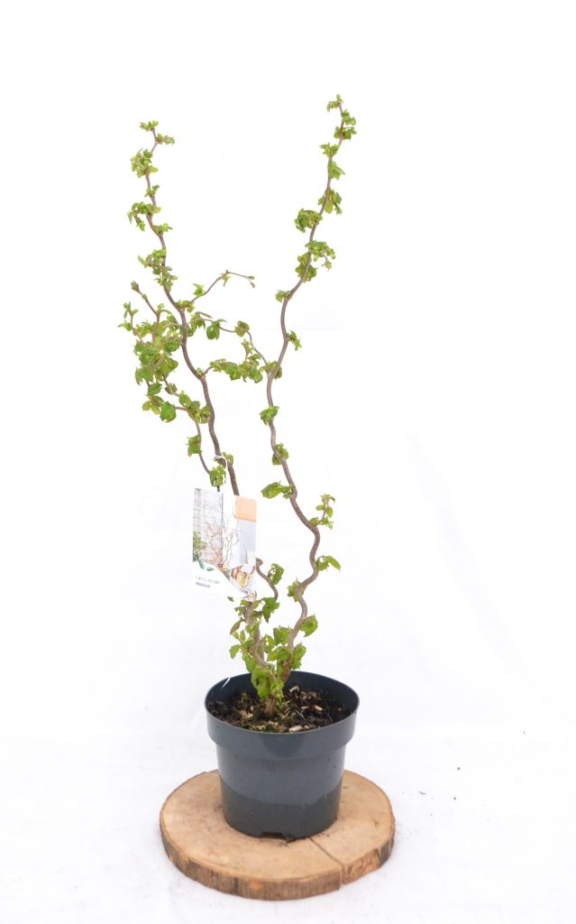 Corylus avelana Medusa C3 - Heesterkwekerij JC Niesing