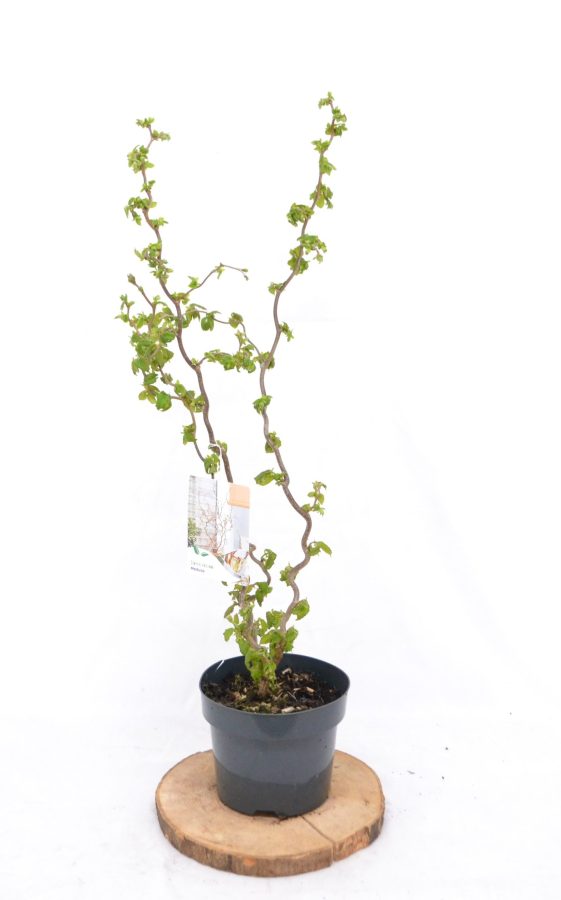 Corylus avelana Medusa C3 - Heesterkwekerij JC Niesing