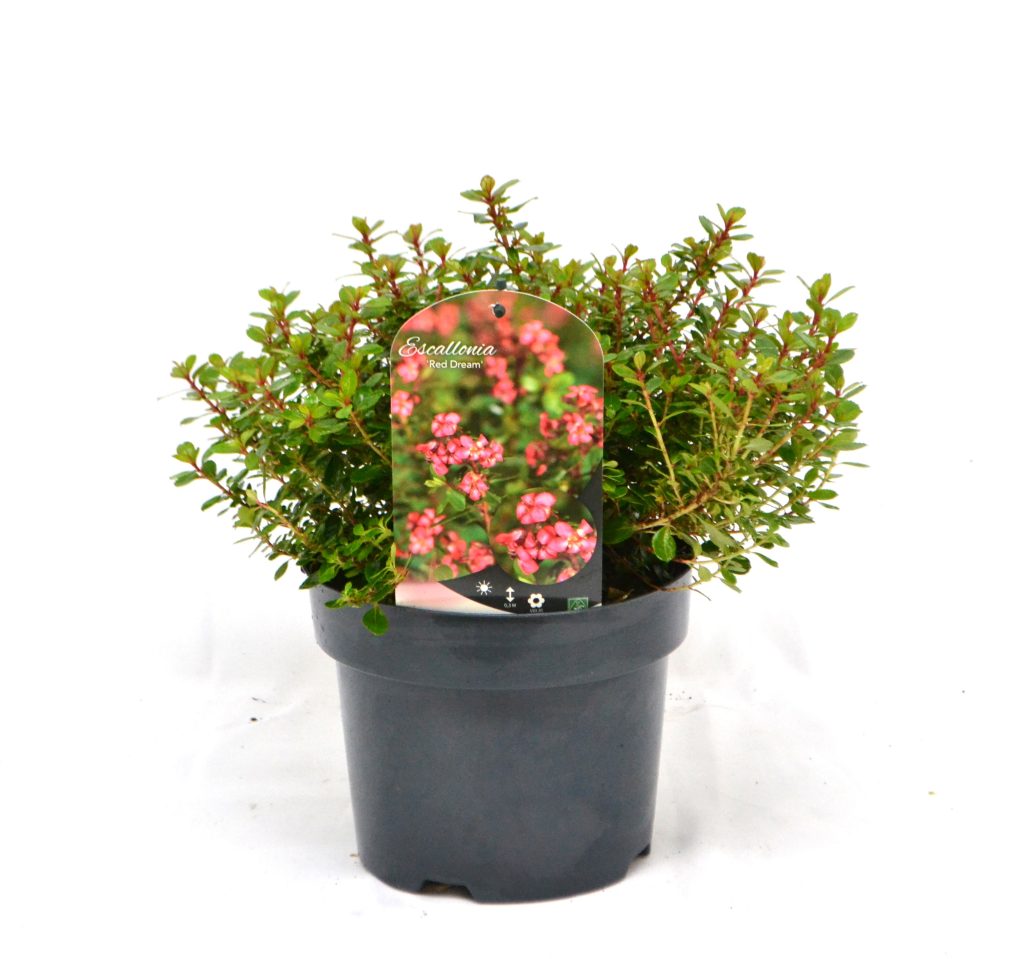 Escallonia Red Dream C3 - Heesterkwekerij JC Niesing wintergroene struik