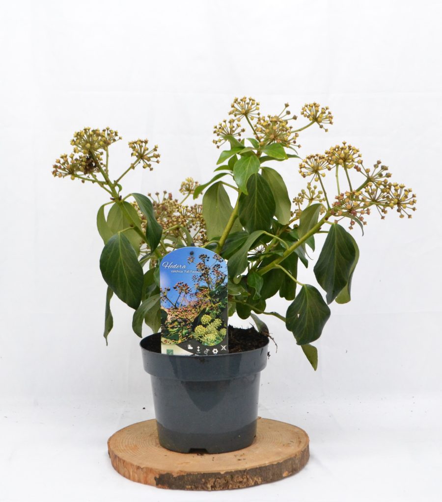 Hedera colchica Fall Favourite C3 - Heesterkwekerij JC Niesing struikklimop wintergroene heester