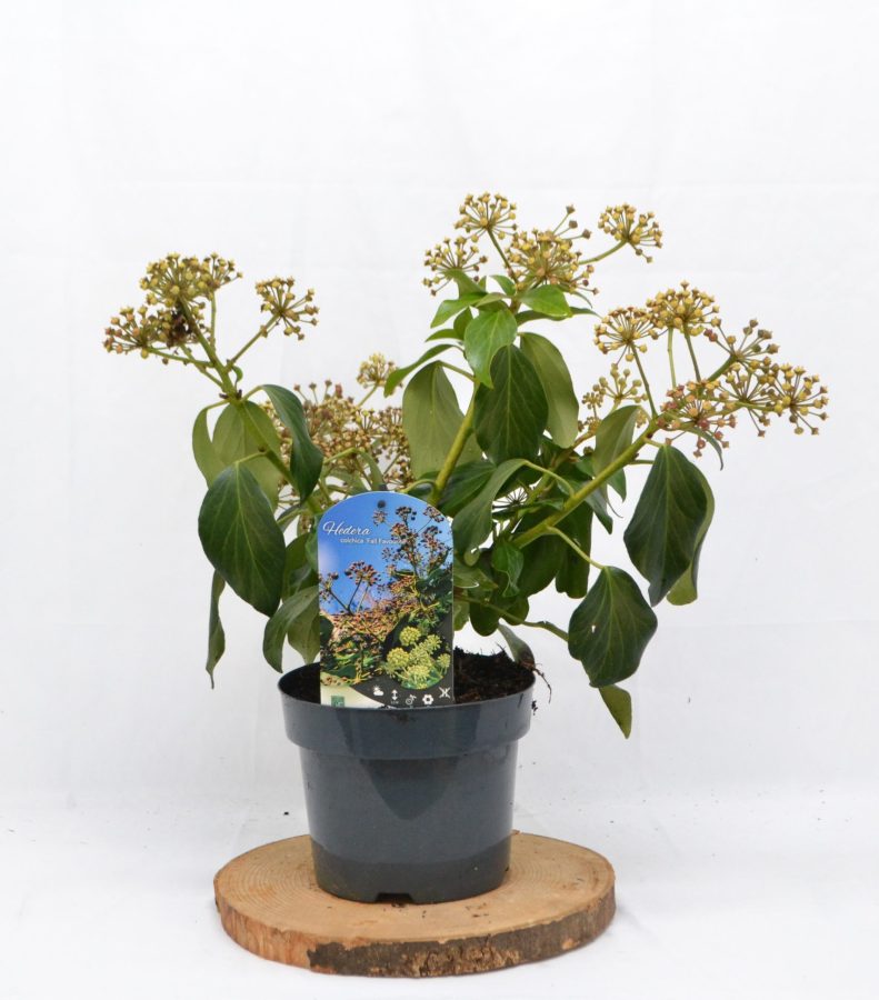 Hedera colchica Fall Favourite C3 - Heesterkwekerij JC Niesing struikklimop wintergroene heester