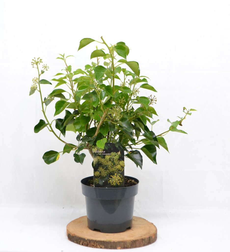 Hedera Helix Arborescens C3 - Heesterkwekerij JC Niesing vlinder- en bijvriendelijk wintergroene heester