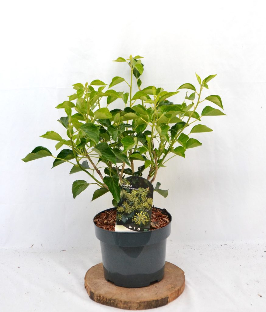 Hedera Helix Arborescens C5 - Heesterkwekerij JC Niesing Vlinder- en bijvriendelijk wintergroene heester