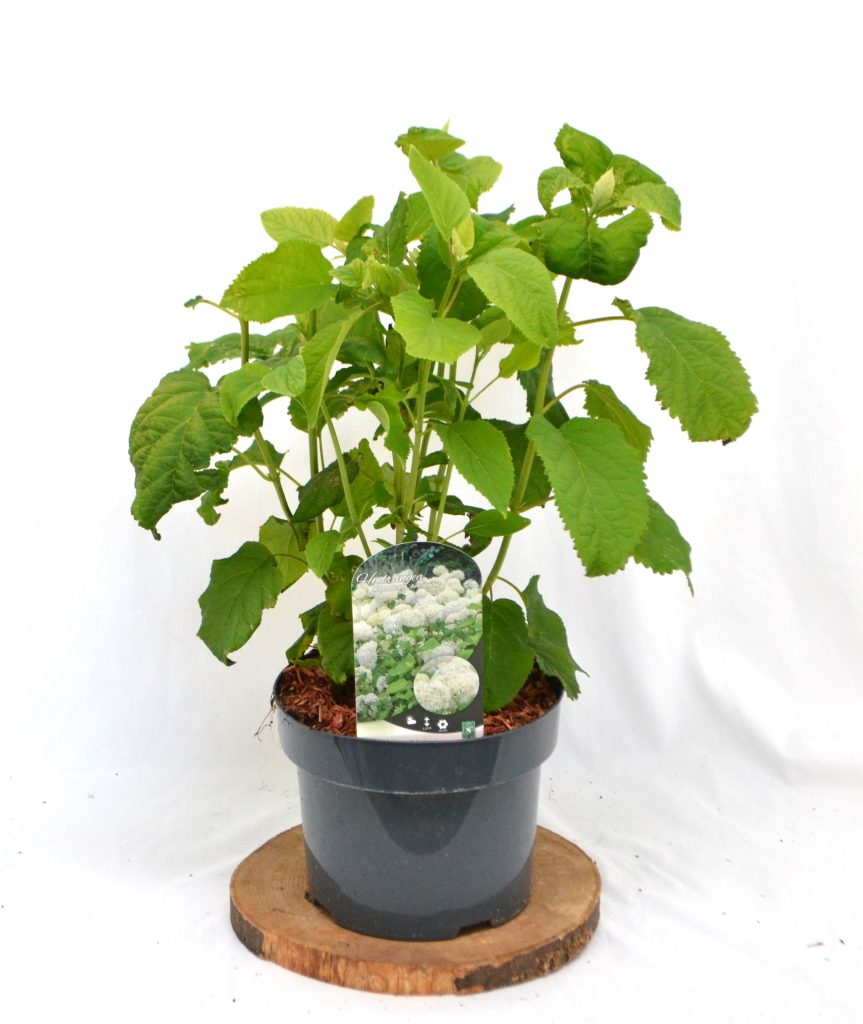 Hydrangea arborescens Annabelle C5 Hortensia