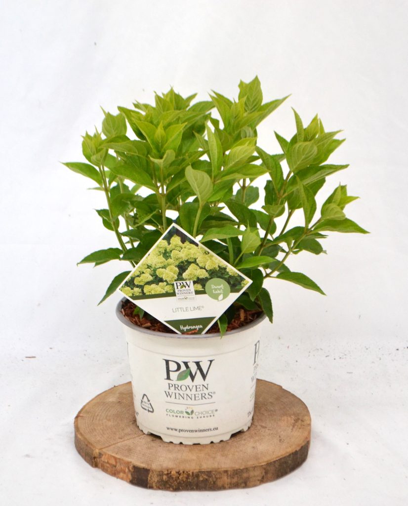 Hydrangea paniculata Little Lime C3 Hortensia