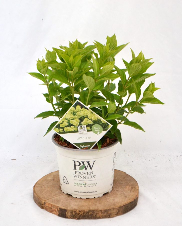 Hydrangea paniculata Little Lime C3 Hortensia