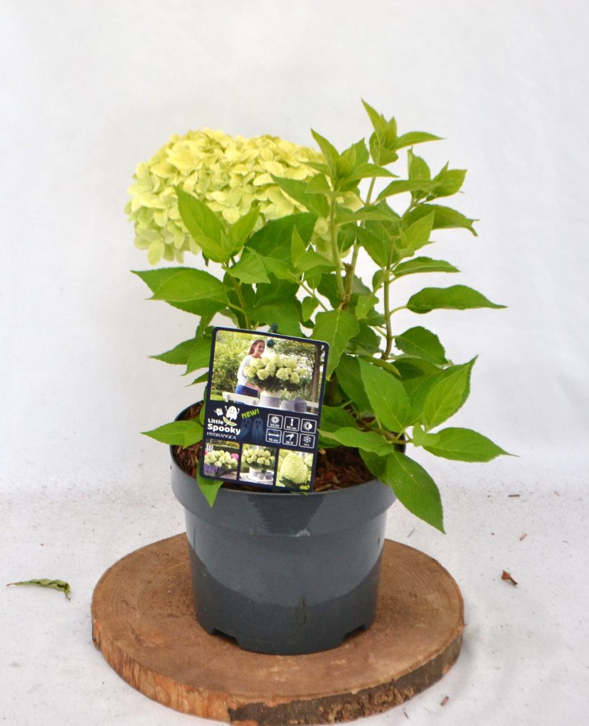 Hydrangea paniculata Little Spooky C3