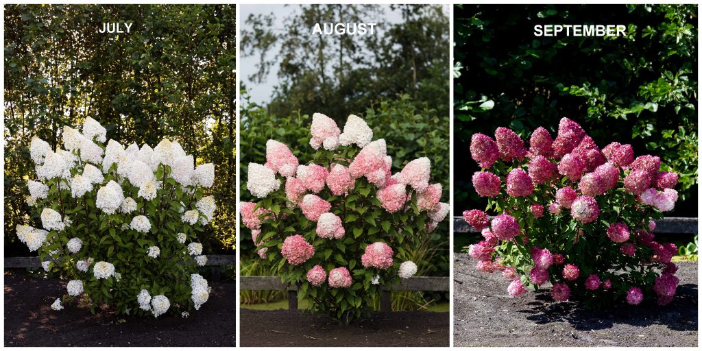Hydrangea paniculata Pink and Rose C3
