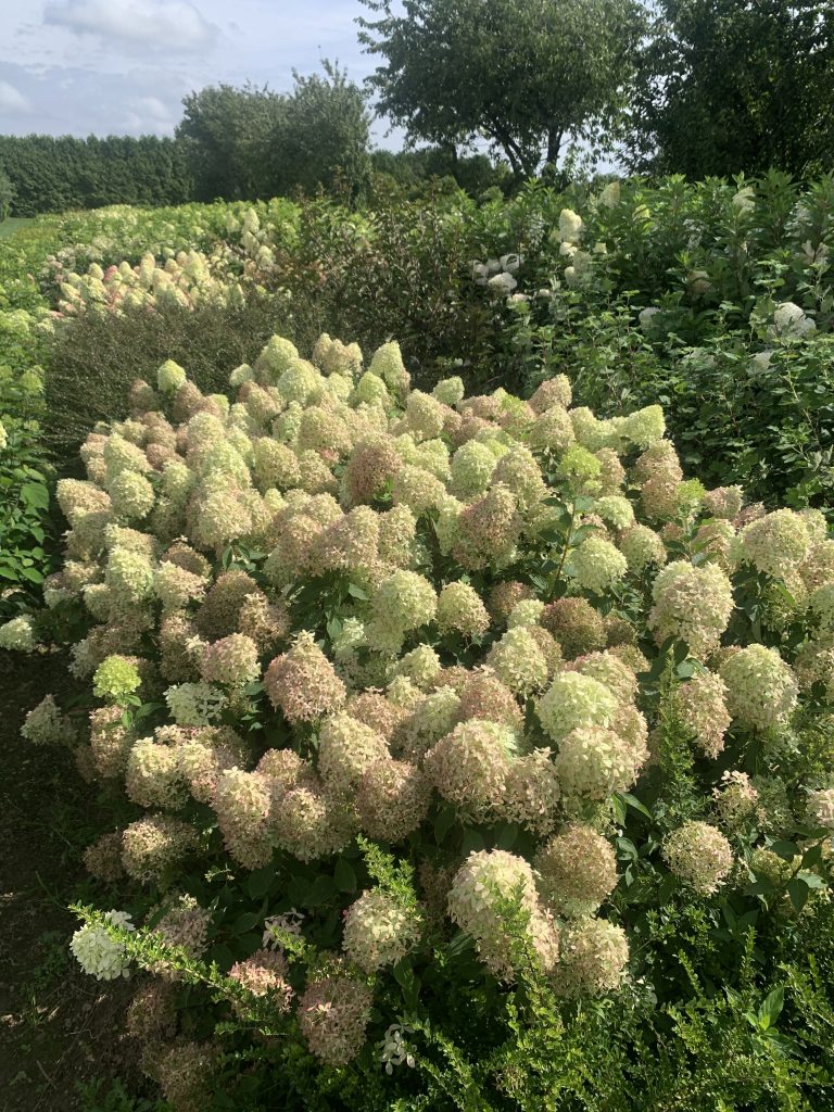 Hydrangea paniculata Pixio C3 Hortensia